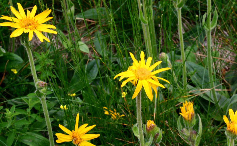 Arnica Montana (Enrico Blasutto - Wikipedia)